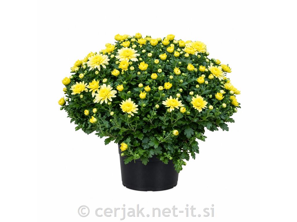 Krizantema 3 PP &oslash; 25