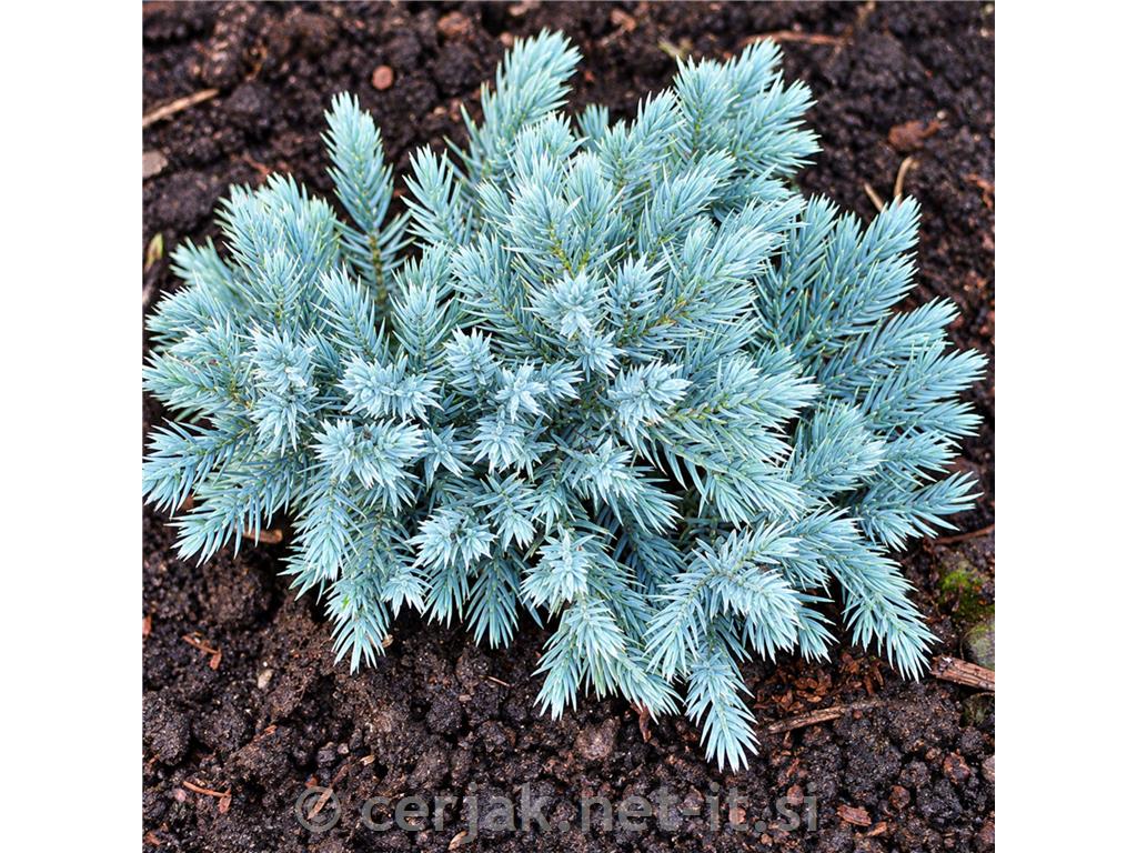 Juniperus Sqblue Star, luskasti brin