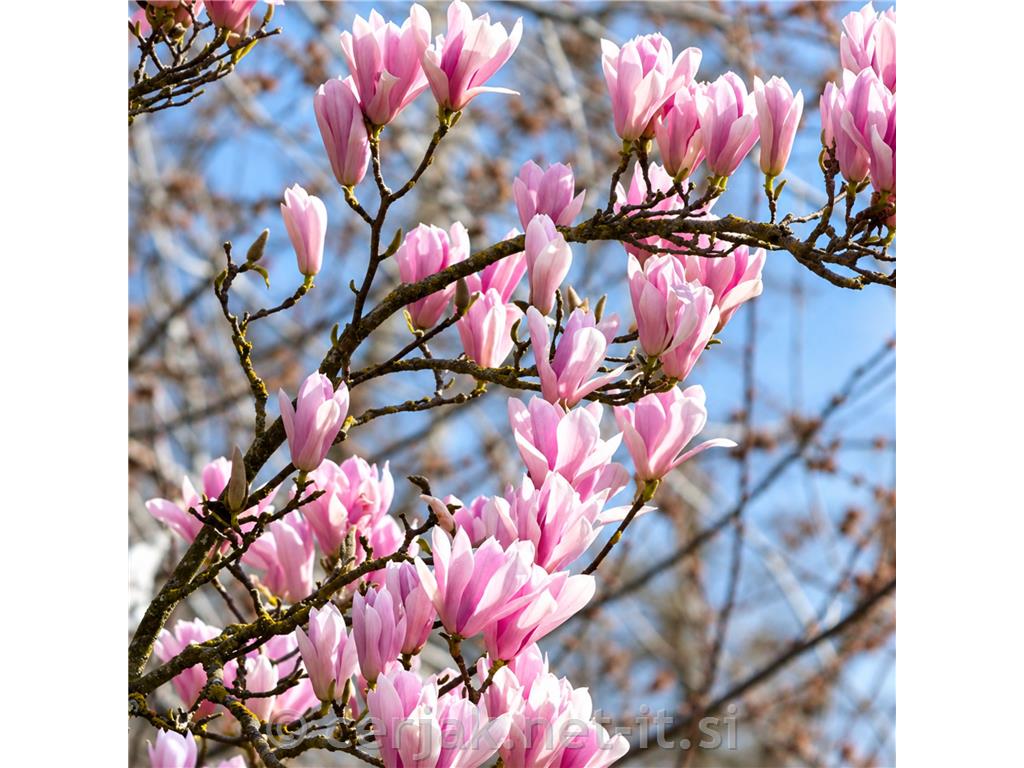 Magnolia Soulangiana