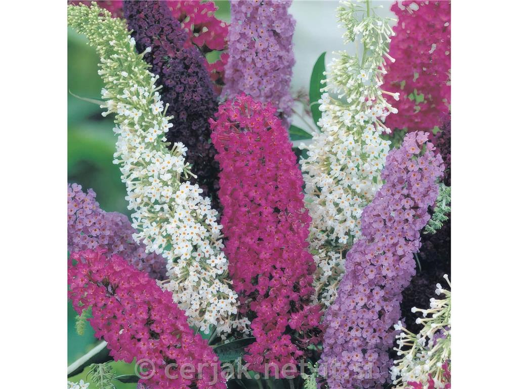 Buddleja davidii - metuljnik, budleja