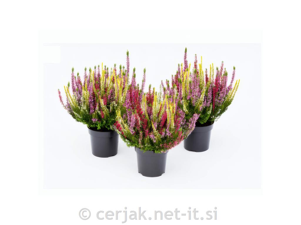 Calluna beauty ladies (Jes. vresa) Skyline &oslash; 9,5 MIX