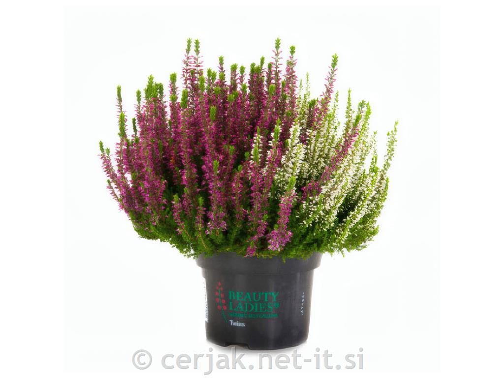 Calluna beauty ladies (Jesenska vresa) &oslash; 9,5 Twins