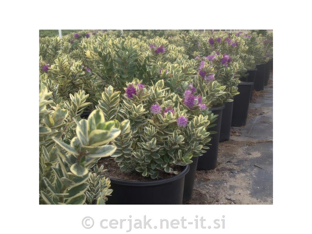 Hebe Veronica Variegata &oslash; 12
