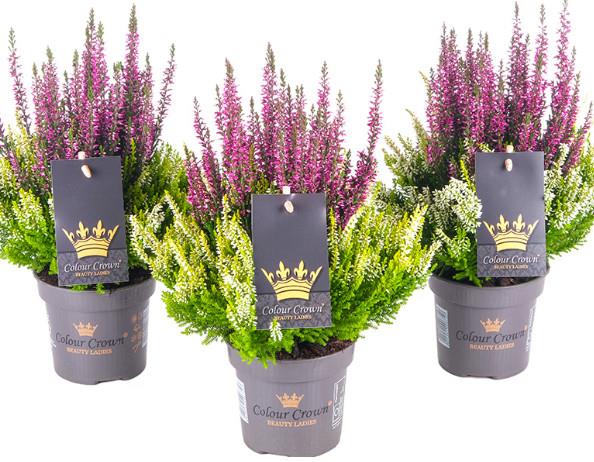 Calluna Beauty Ladies Color Crown 10,5