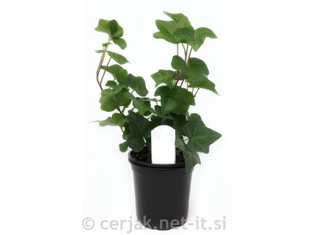 Hedera Helix &oslash; 9 MIX