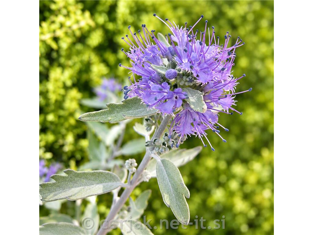 Caryopteris Heavenley Blue c3 30-40cm