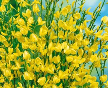 Cytisus Praecox All Gold c3 40-60cm