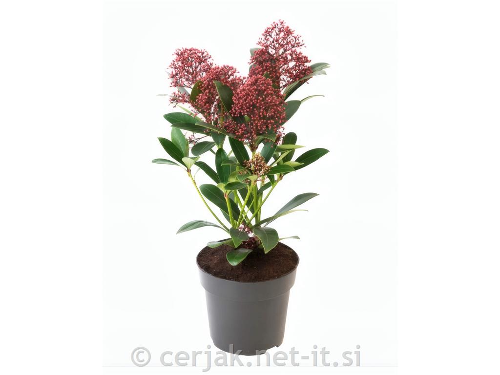 Skimmia japonica Rubella (Skimija) &oslash; 12