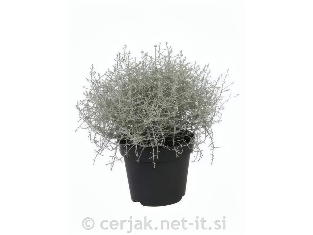 Calocephalus brownii Silver &oslash; 12