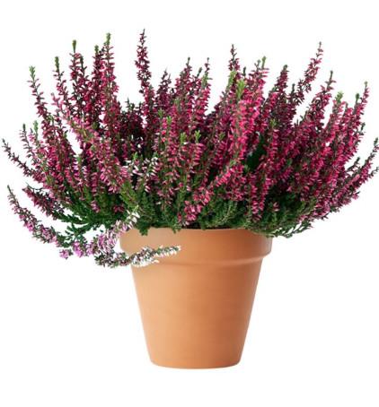 Calluna Garden Girls 10
