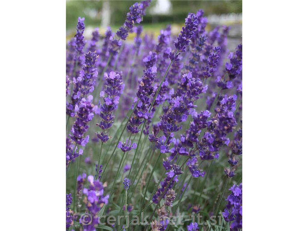 Sivka - Lavandula angustifolia ‘Hidcote