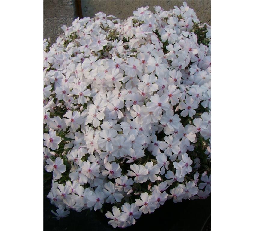 Iglasta plamenka Phlox subulata 'Kimono Pink White'