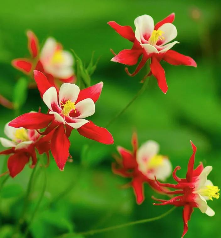 Navadna orlica 'Red Hobbit'