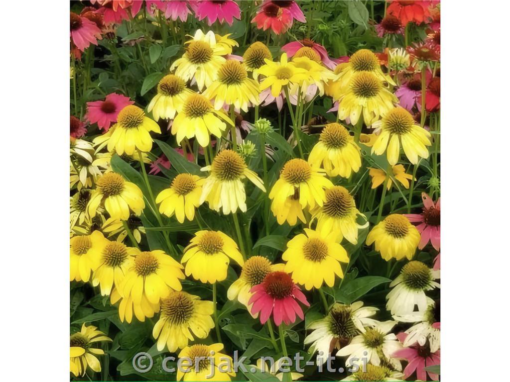 Ameriški slamnik Echinacea 'Cheyenne Spirit'