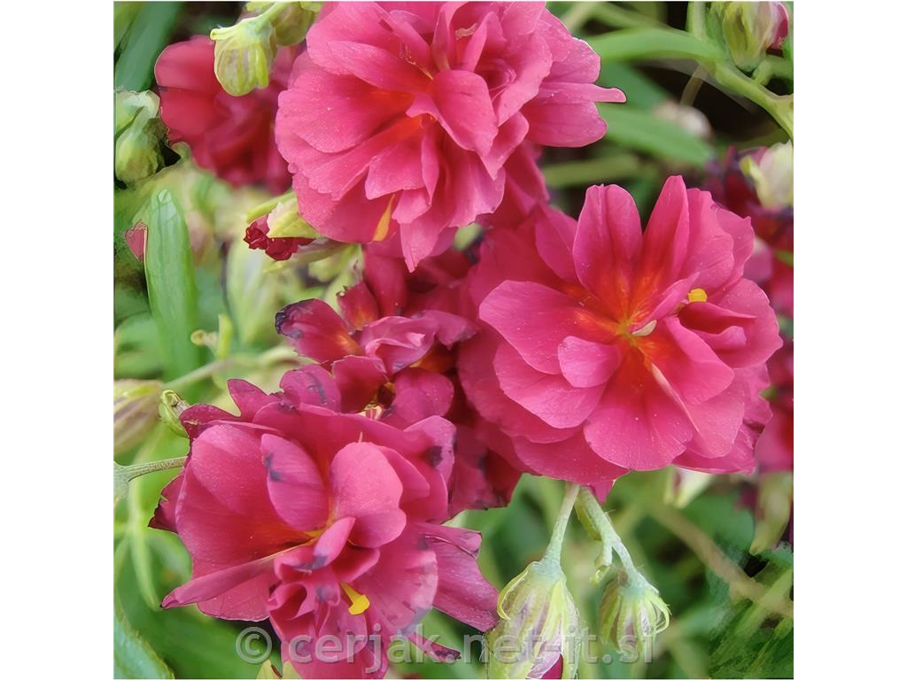 Sončece - popon Helianthemum 'Cerise Queen'