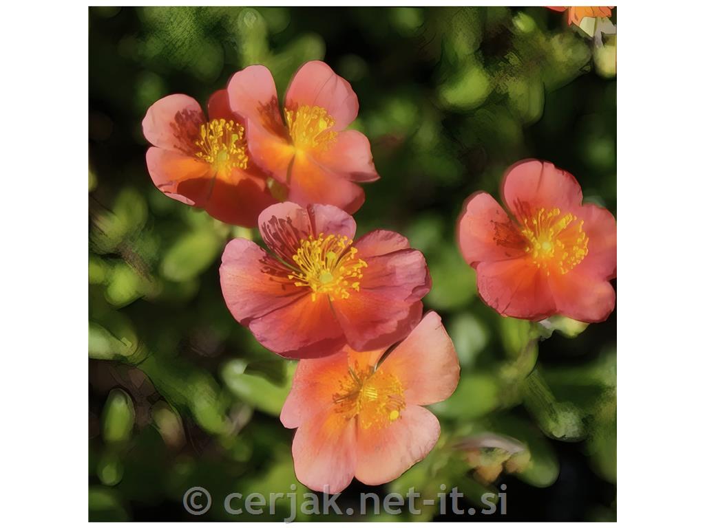 Sončece - popon Helianthemum 'Mette'