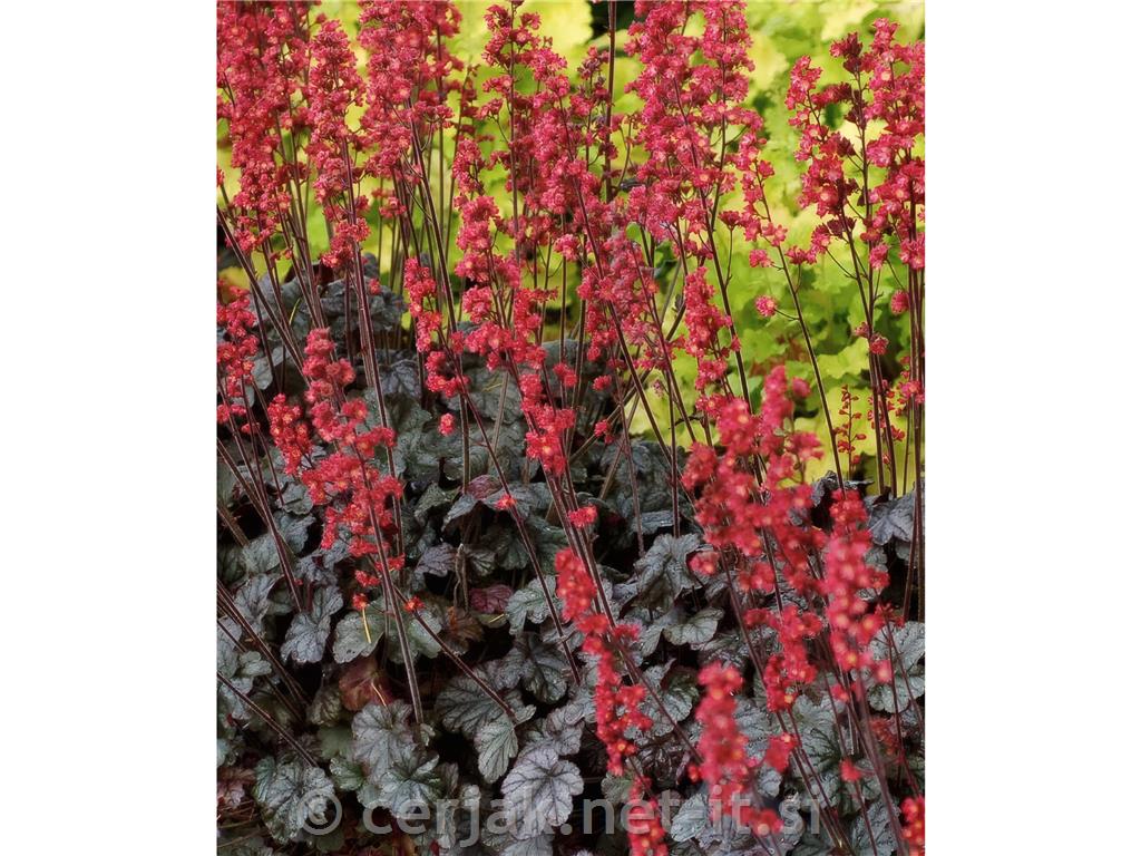 Hojhera-ognjeni dež Heuchera 'Hollywood'