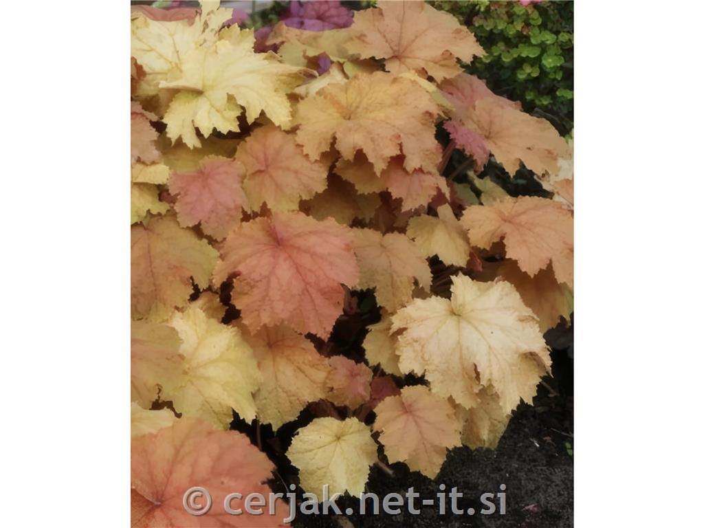 Hojhera-ognjeni dež Heuchera 'Kassandra'