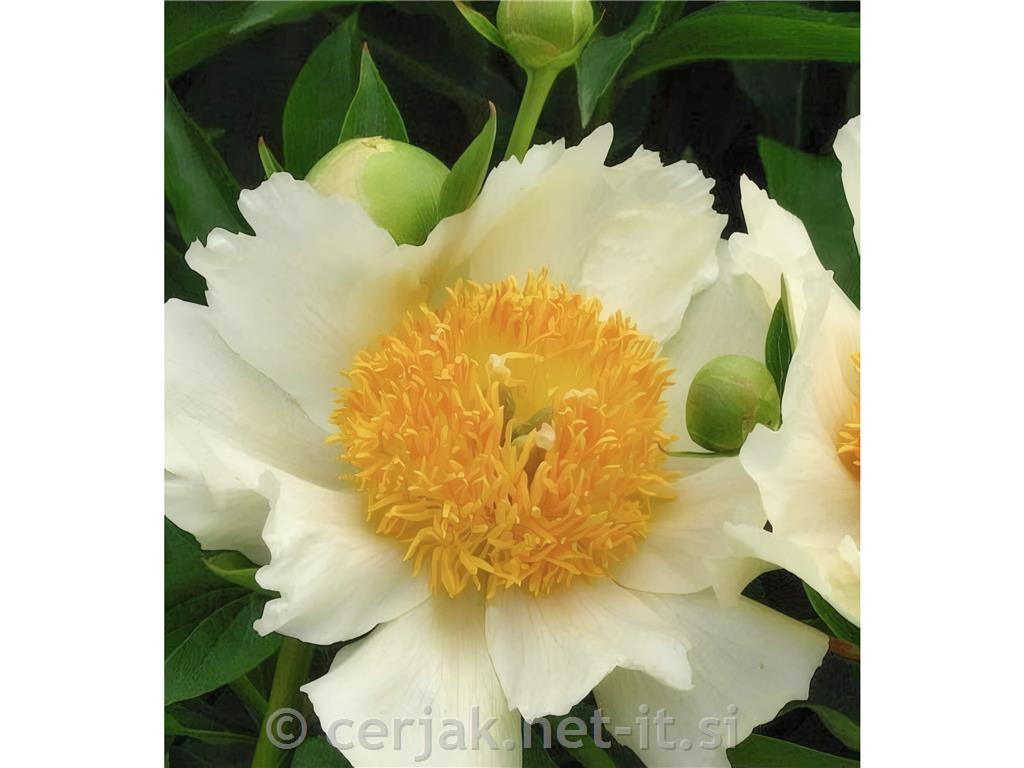 Potonika Paeonia 'Claire de Lune'