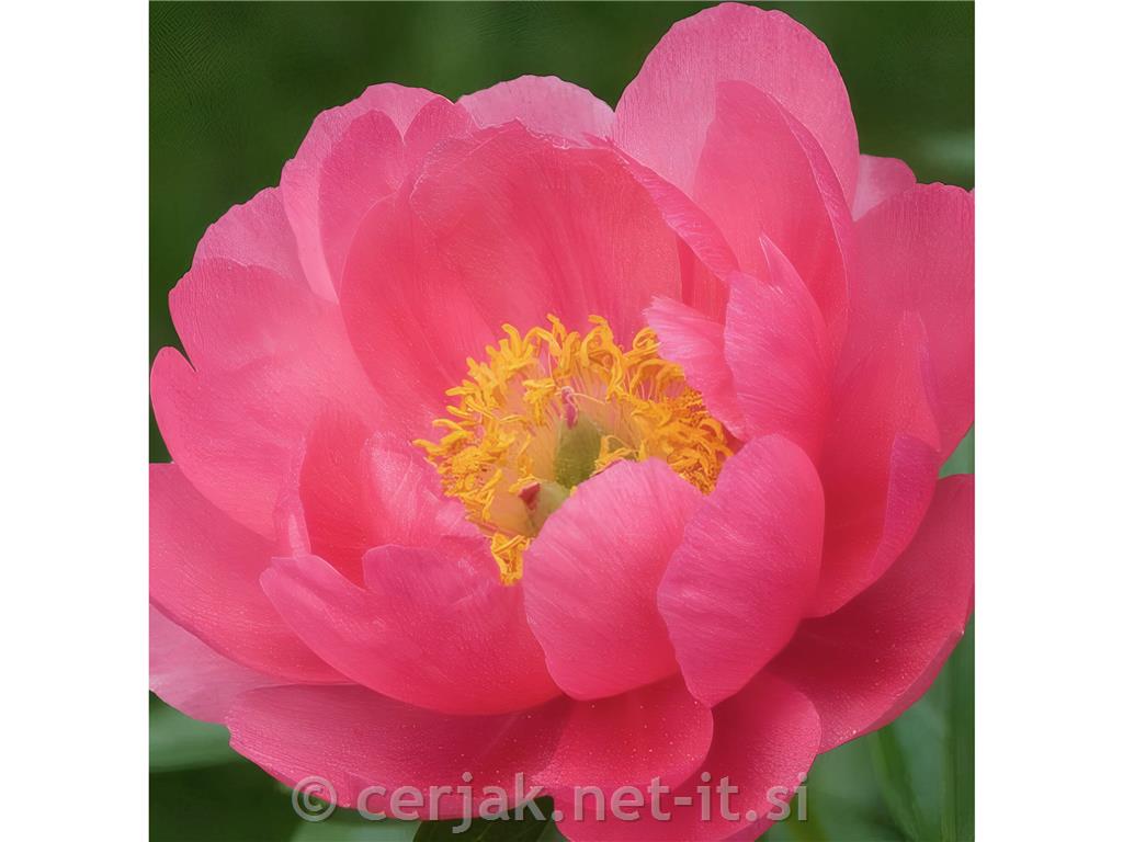 Potonika Paeonia hybrida 'Cytherea'