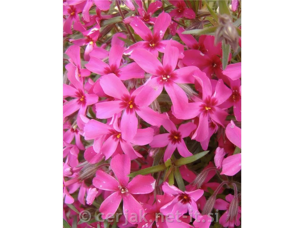 Plamenka Phlox subulata 'Atropurpurea'