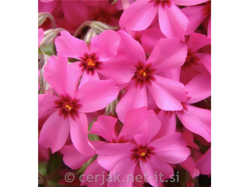 Plamenka Phlox subulata 'Emerald Cushion Blue'