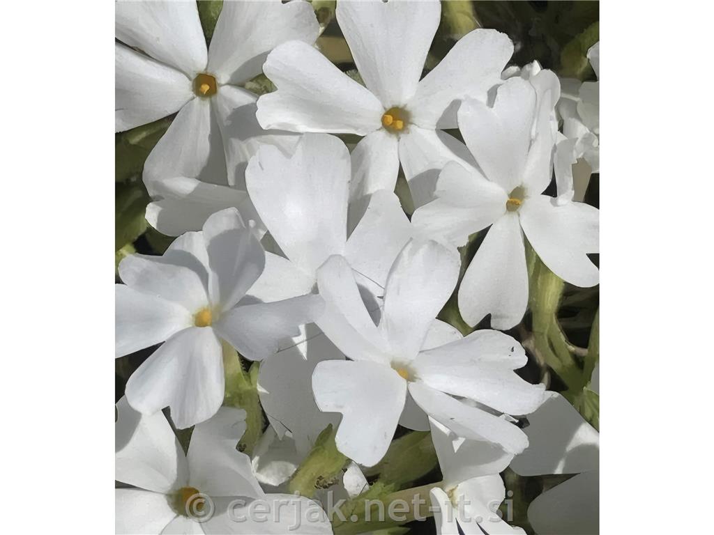 Plamenka Phlox subulata 'Fabulous White'