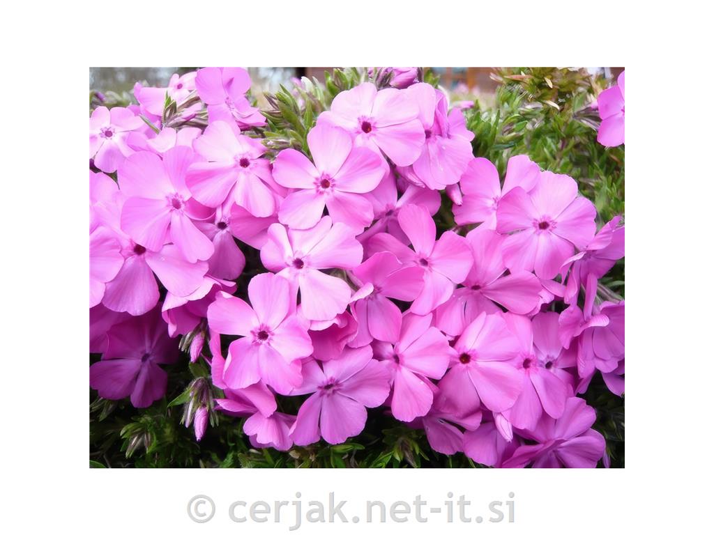 Plamenka Phlox subulata 'MacDaniel's Cushion'