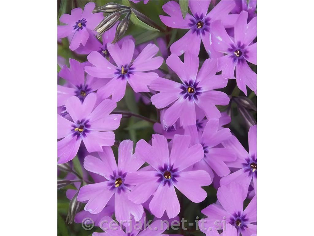 Plamenka Phlox subulata 'Purple Beauty'
