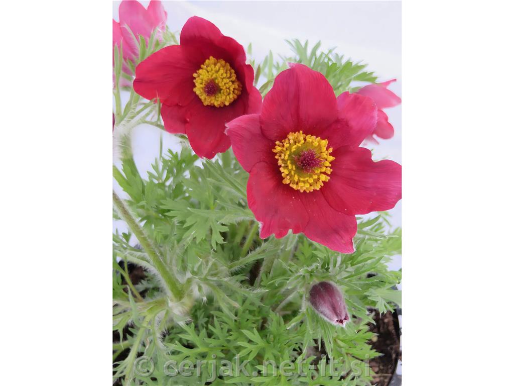 Velikonočnica-kosmatinček Pulsatilla vulgaris 'Pinwheel Dark