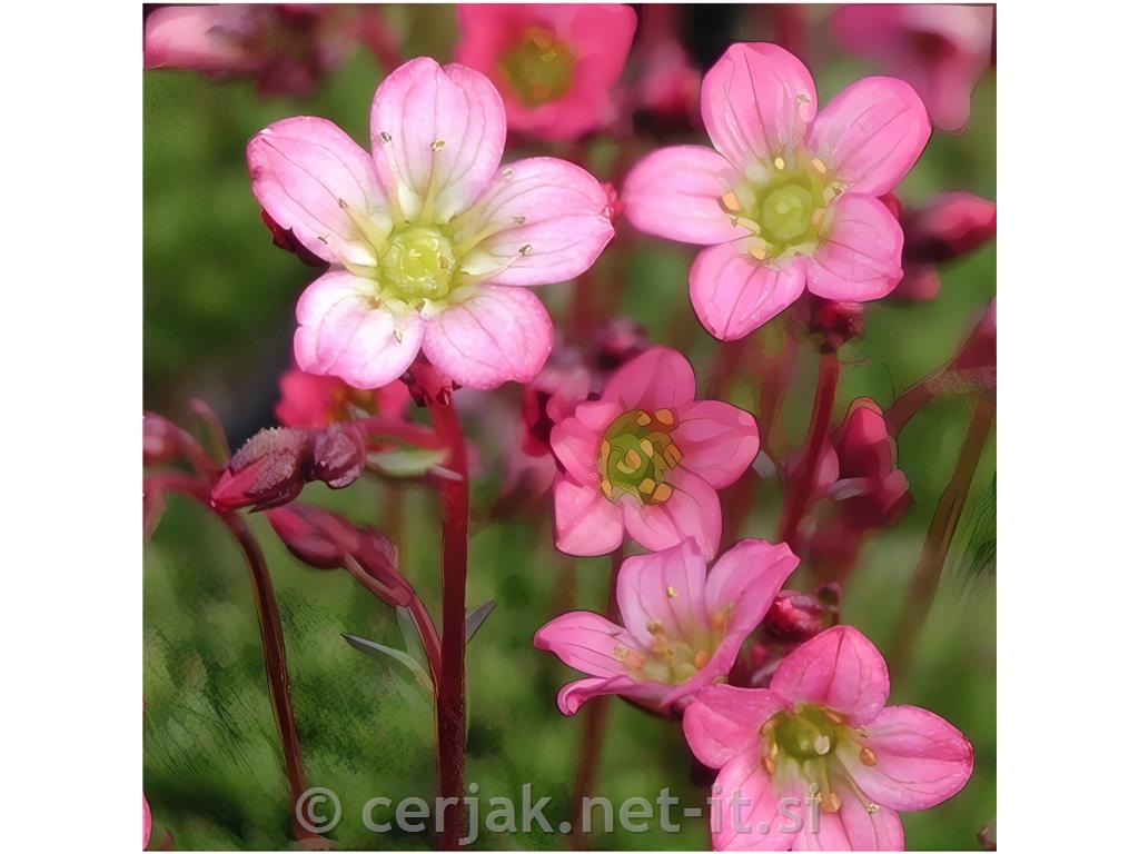 Kamnokreč Saxifraga 'Pixie'
