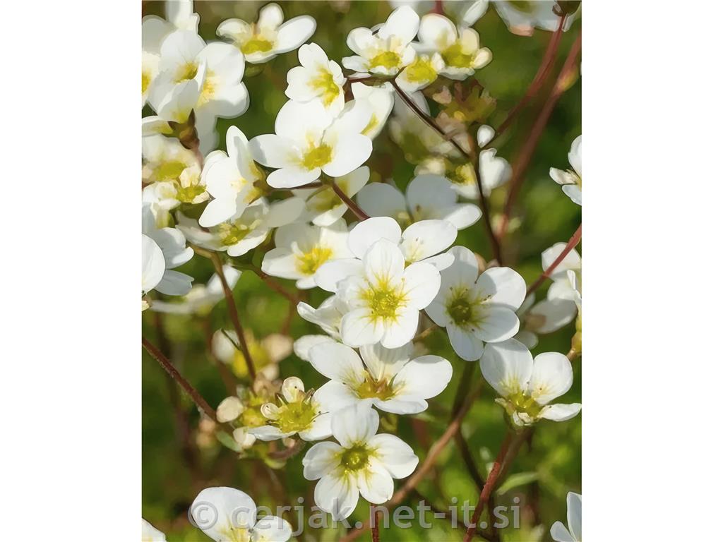 Kamnokreč Saxifraga x arendsii 'Adebar'