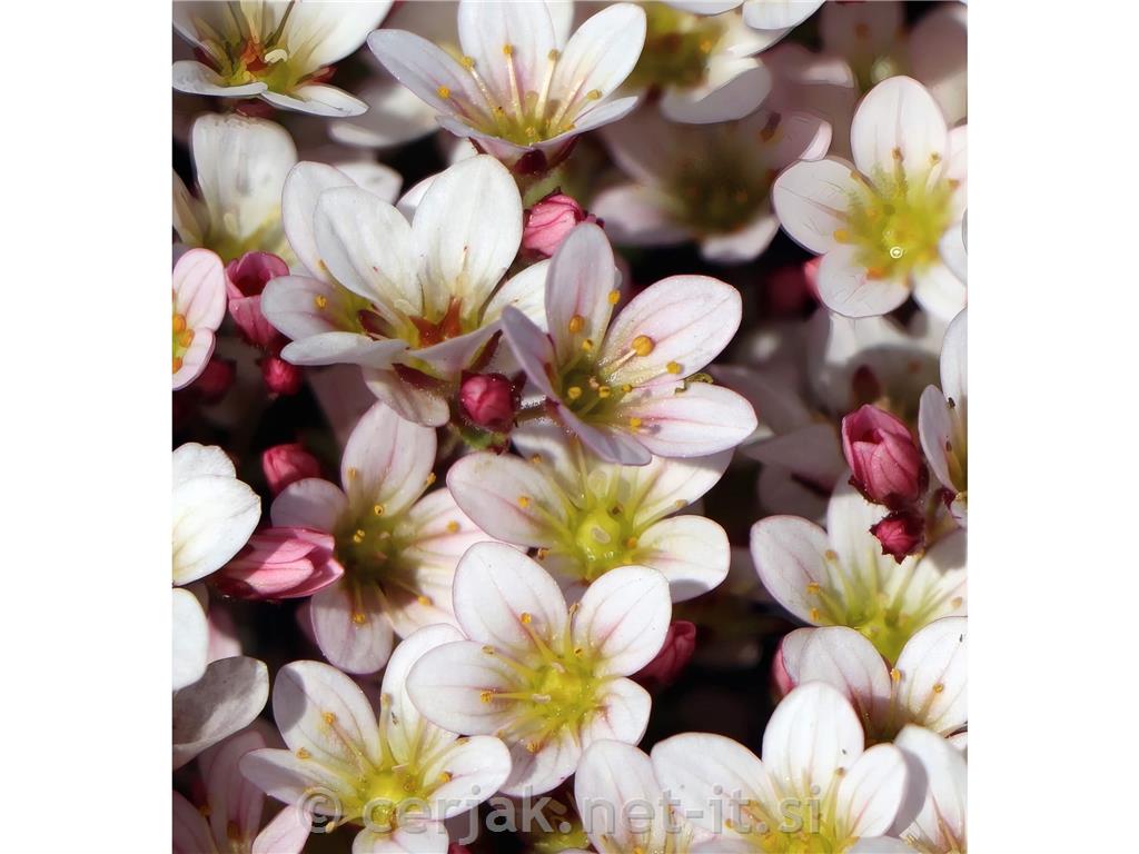 Kamnokreč Saxifraga x arendsii 'Pixi Pan Appleblossom'