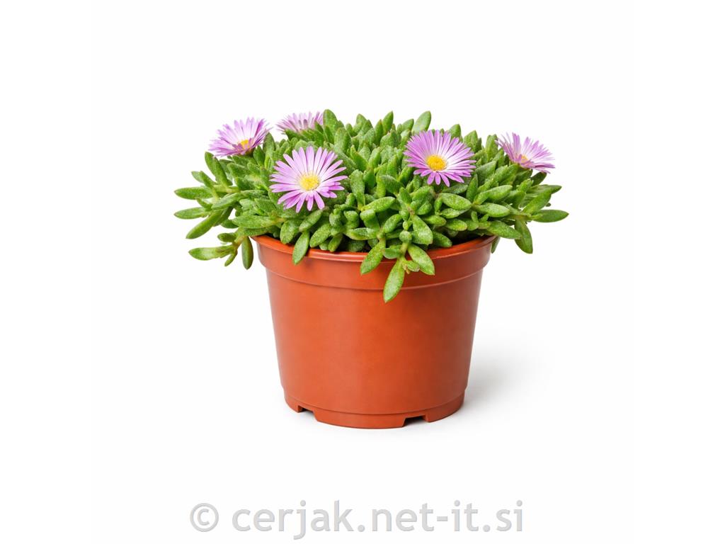 Mesembryanthemum edulis