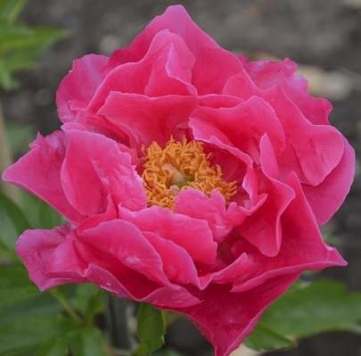 Potonika Paeonia 'Paula Fay'