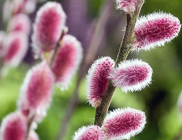 Salix Gracilistyla ''Mont Aso''