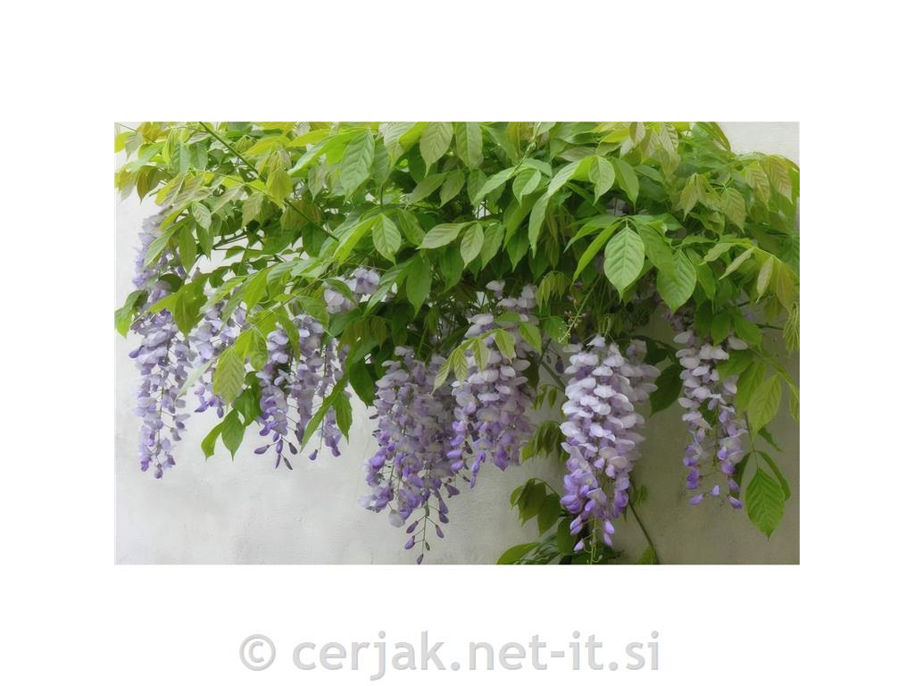 Wisteria sinensis - glicinija