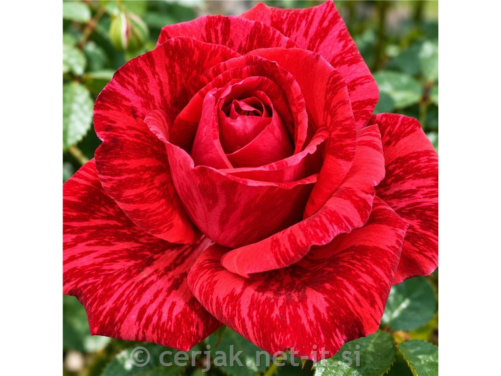 Vrtnica Red Intuition