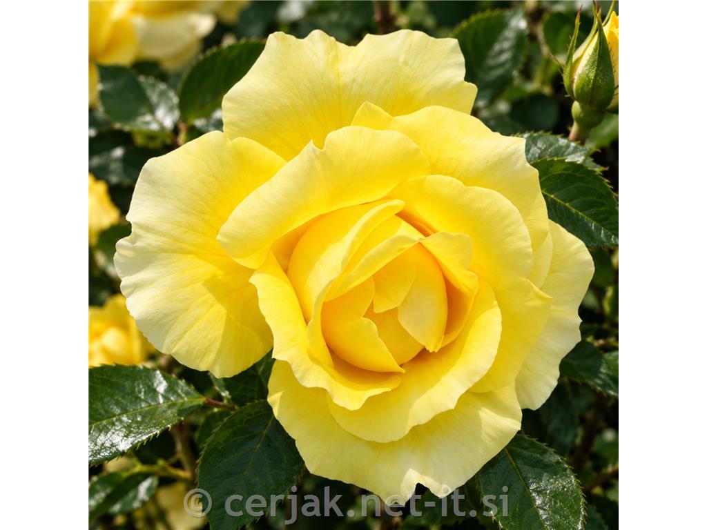 Vrtnica Gold Bunny’