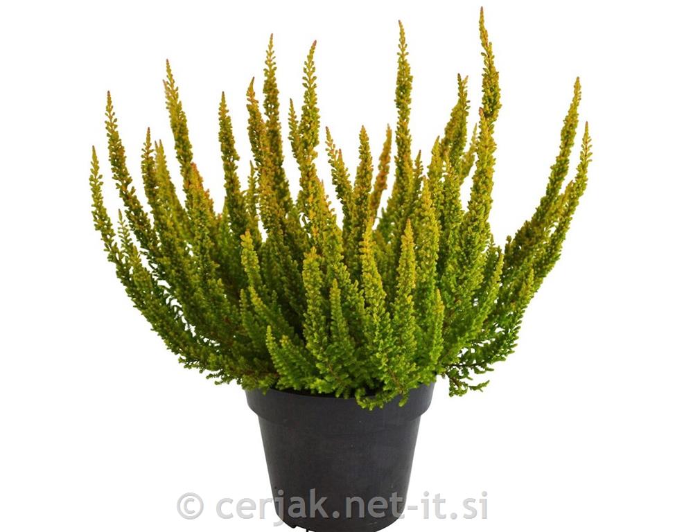 CALLUNA BEAUTY LADIES SKYLINE 9,50