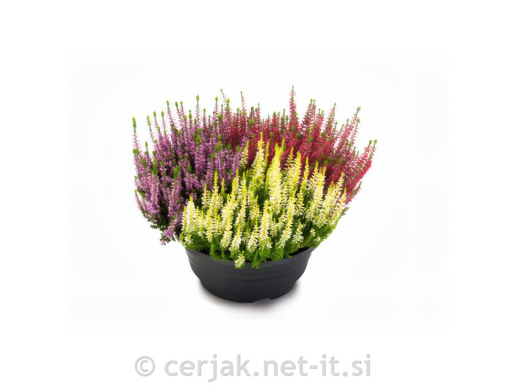 Calluna beauty ladies (Jesenska vresa) &oslash; 9,5 TRIO