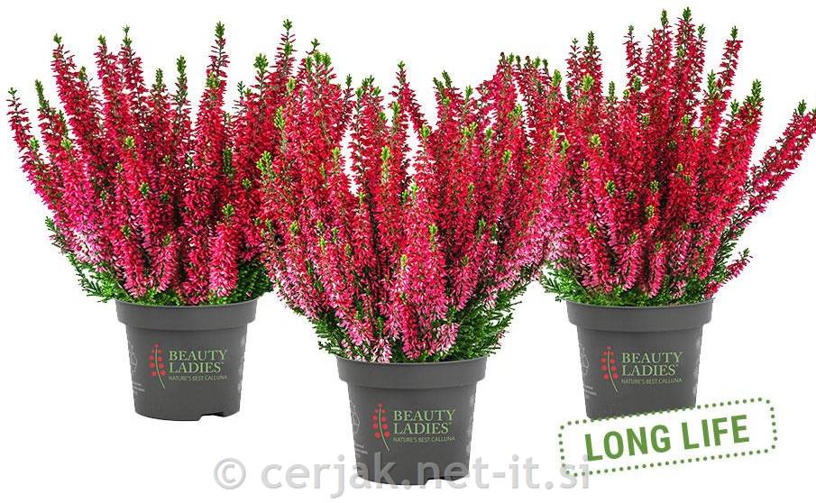 Calluna Beauty Ladies 9,5 rdeča