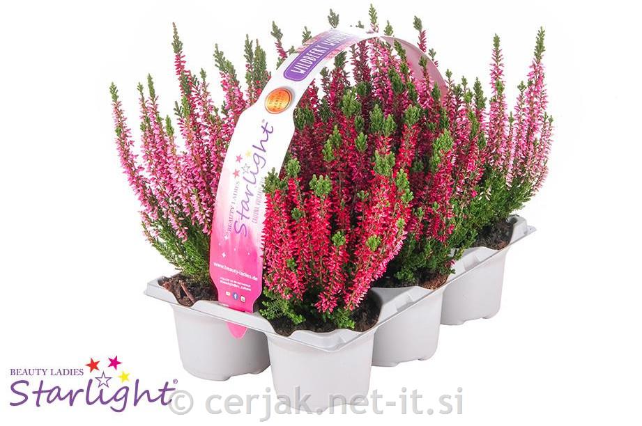 Calluna Beauty Ladies Milca 9 6-pack