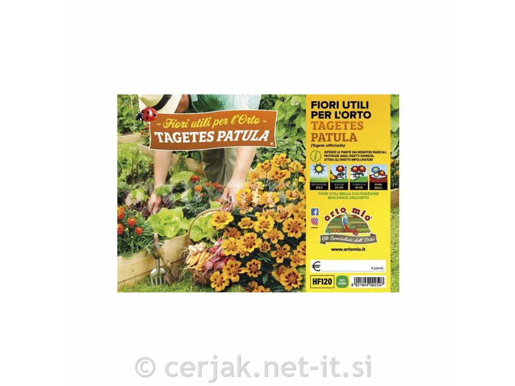 Žametnica Tagetes patula, 4 kos