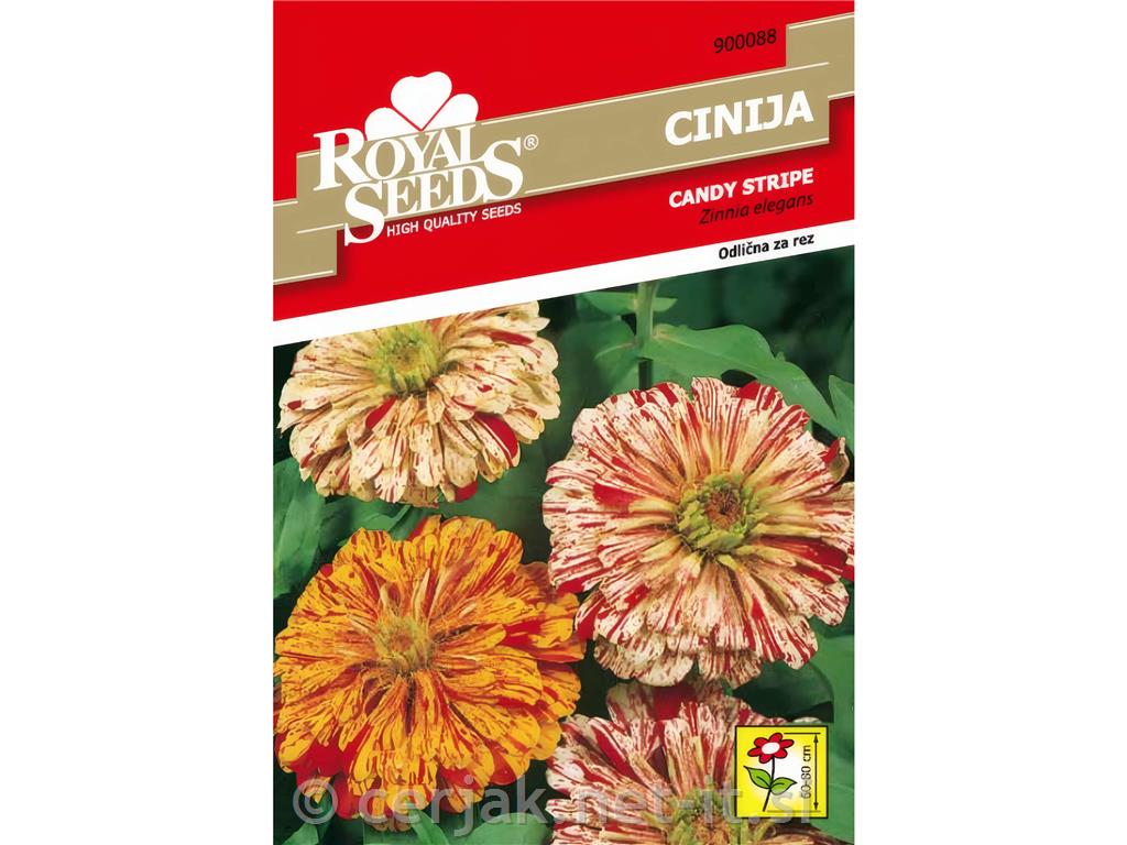 Cinija Candy Stripe 1g