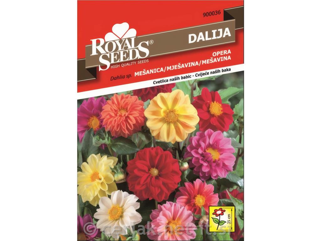 Dalija nizka mešanica 1g