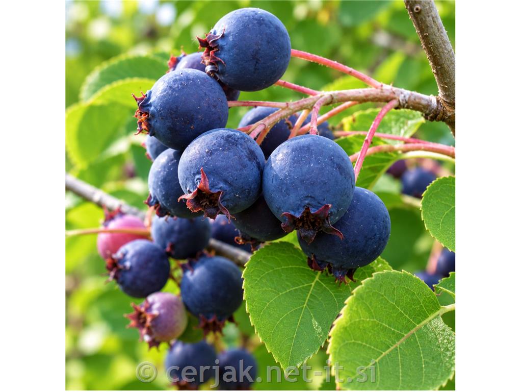 Šmarna hrušica Prnice William