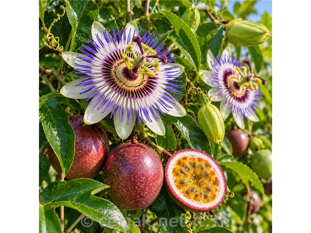Pasijonka Passiflora
