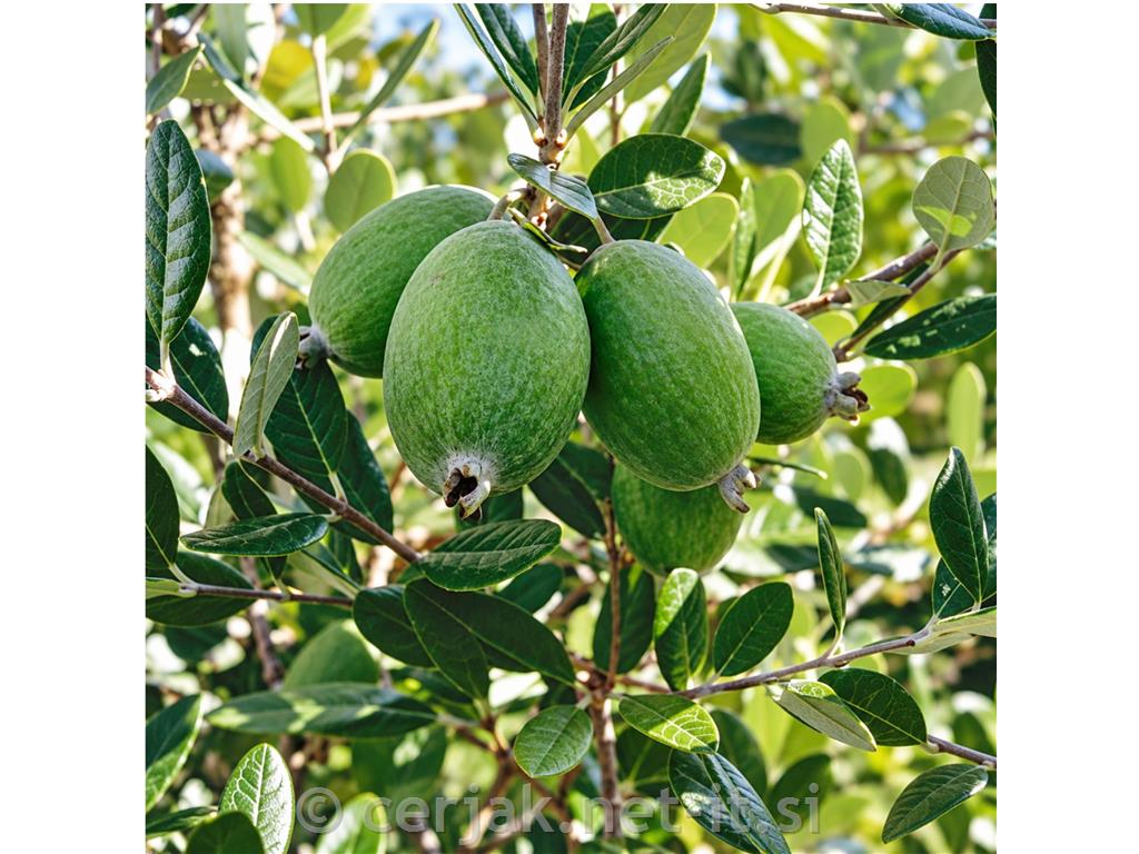 Feijoa Apollo
