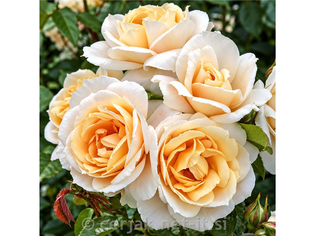 Vrtnica Lions Rose